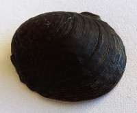 Neritona granosa Sowerby, G.B. I, 1825